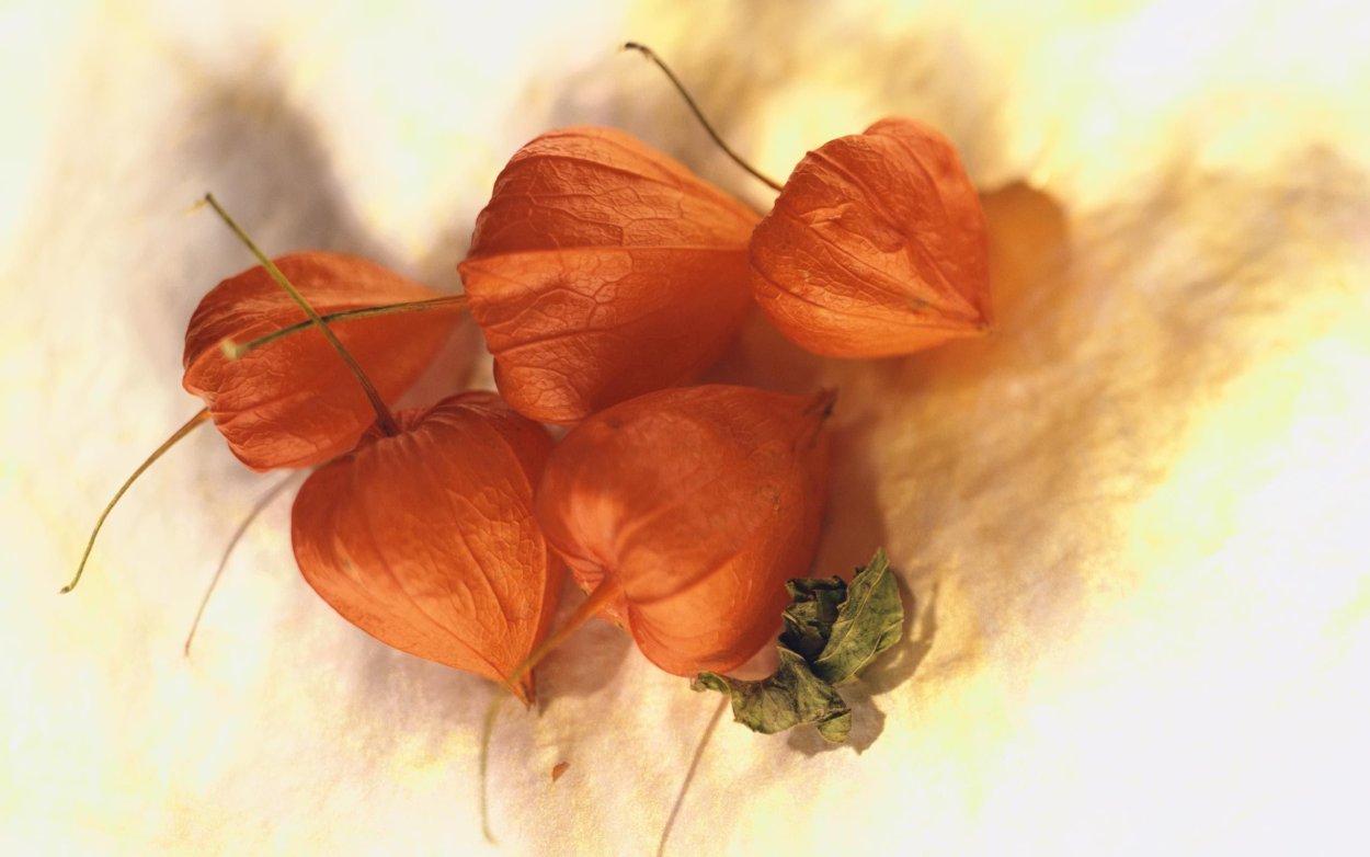 Букет с физалисом и каштаном