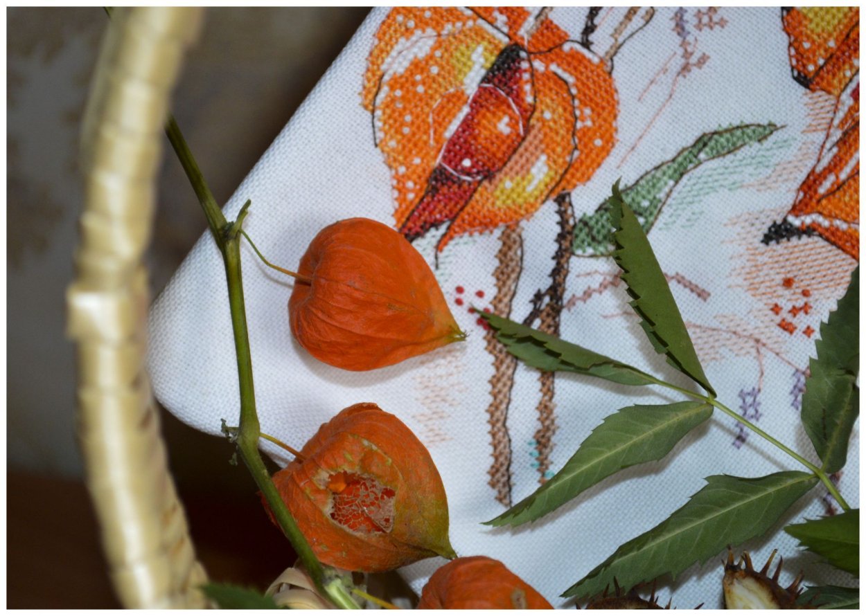 Физалис черный