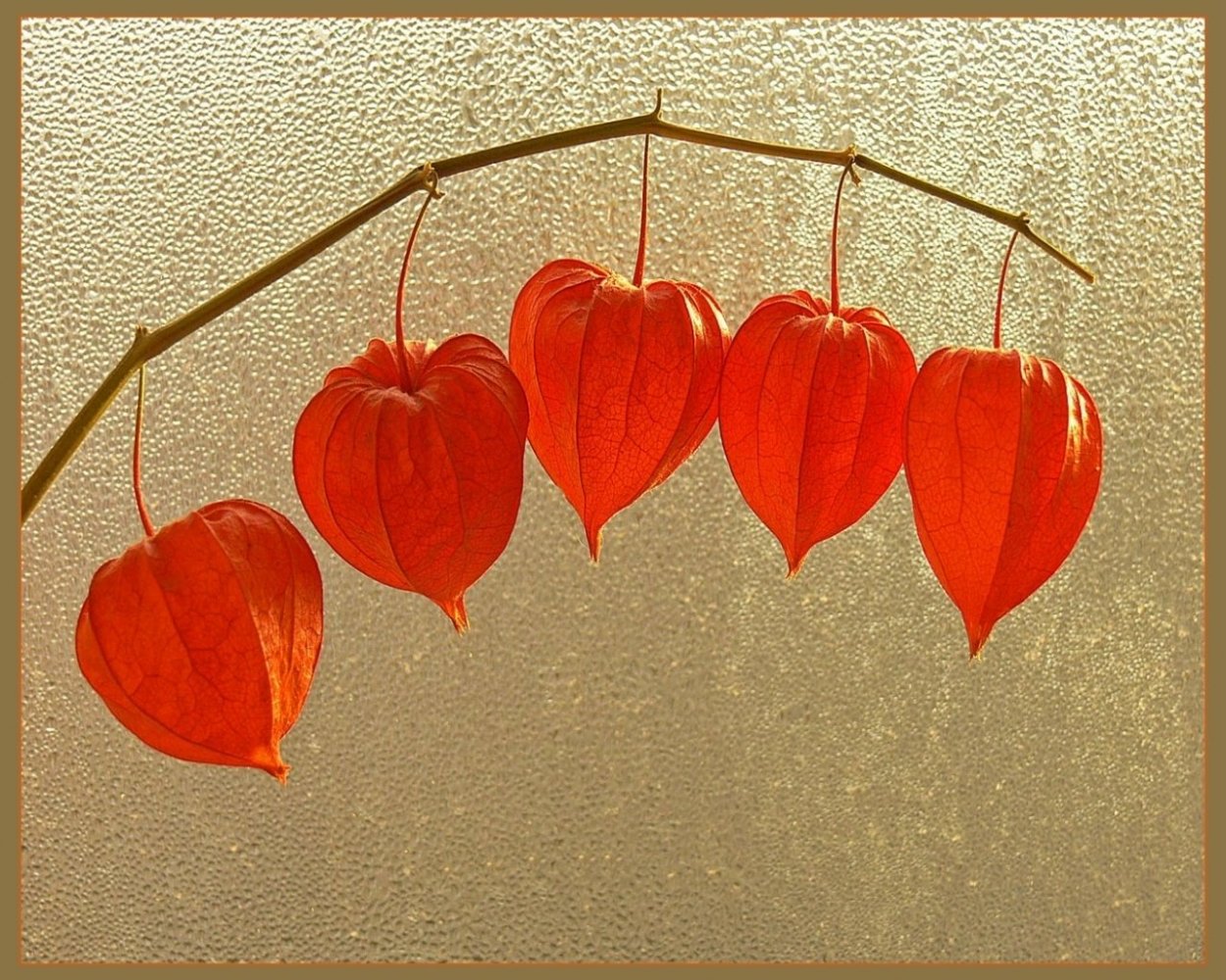 Физалис обыкновенный