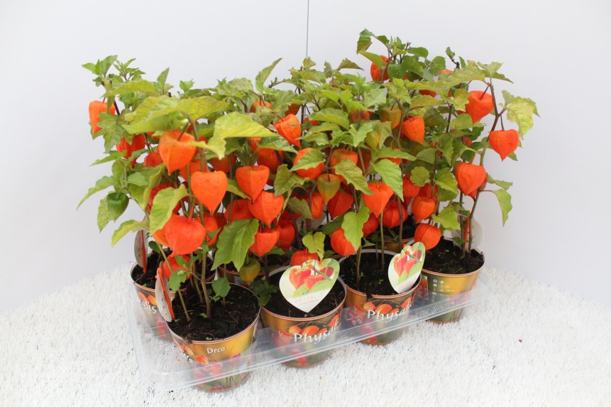 Физалис Кудесник