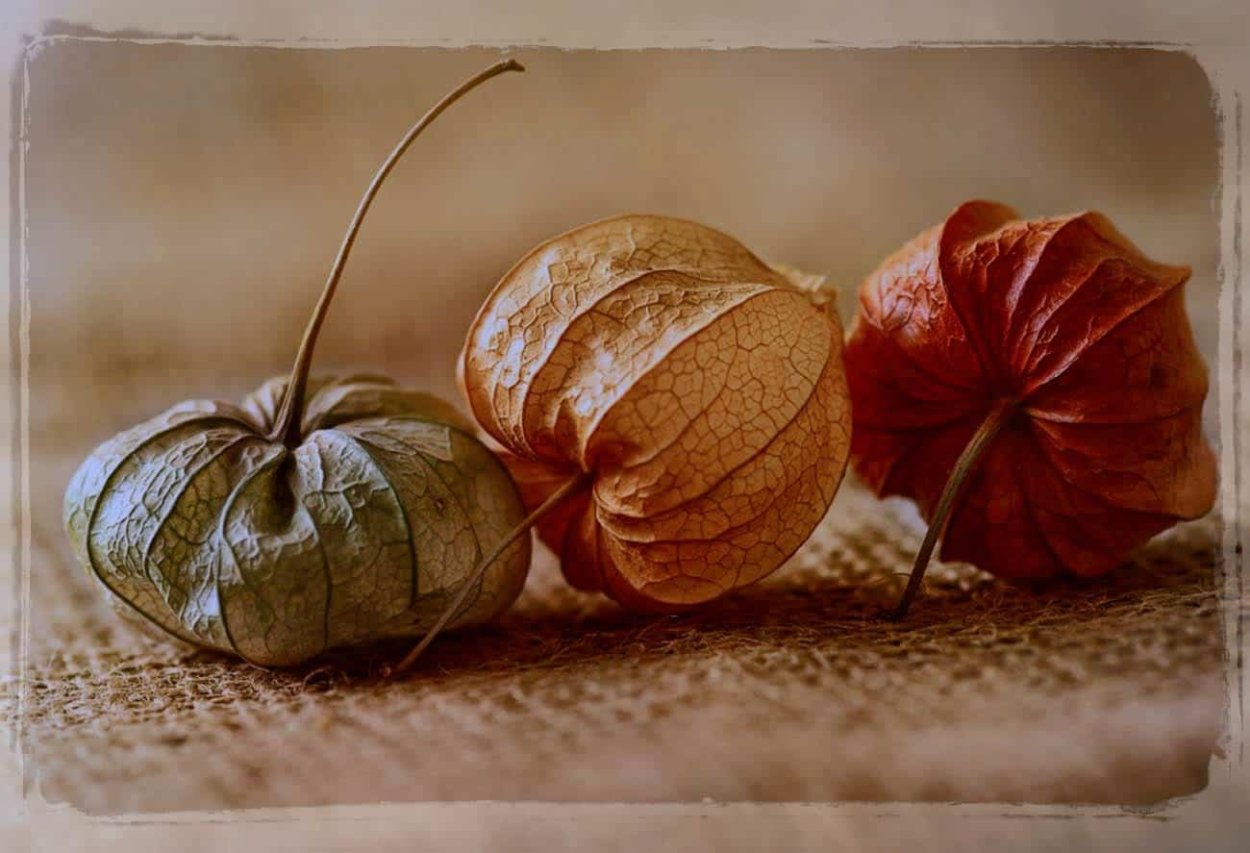 Физалис на столе