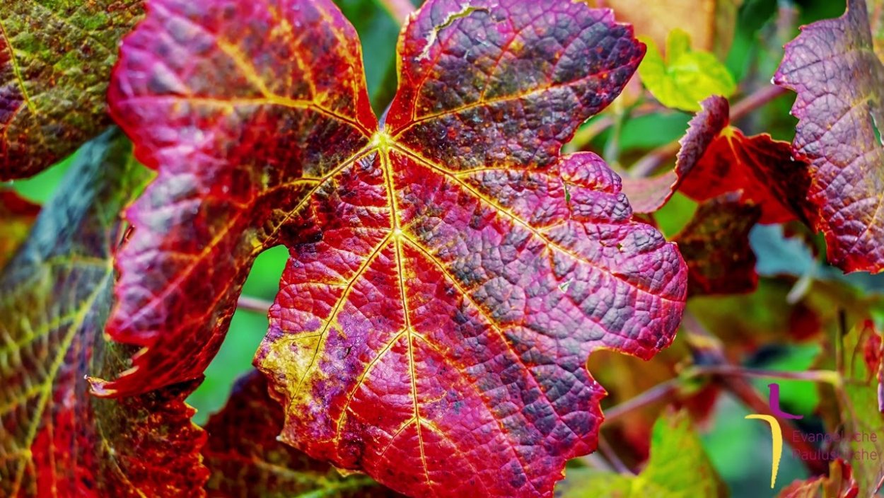 Виноградные листья красного цвета