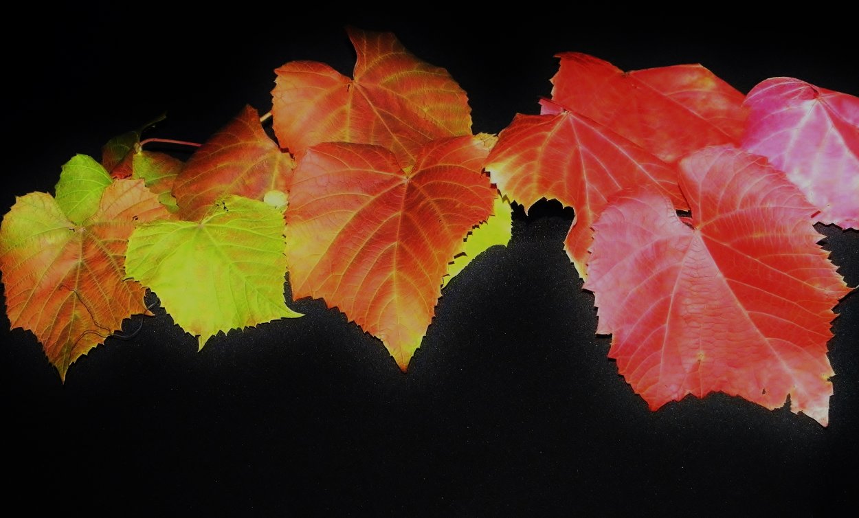 Лист винограда