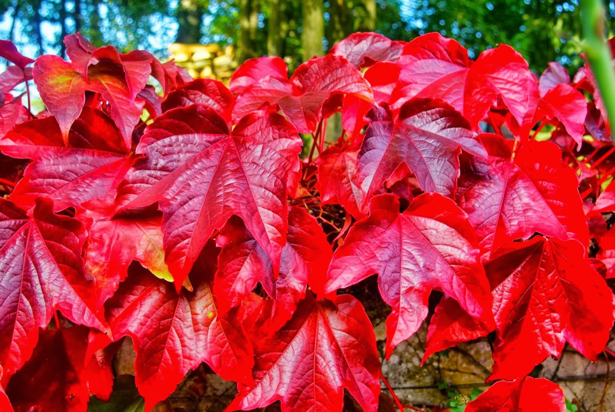 Экстракт листьев красного винограда
