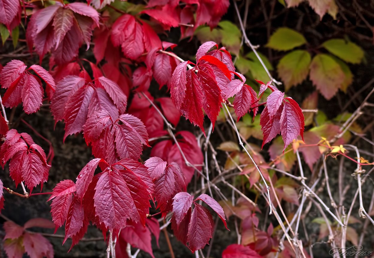 Виноградные листья красного цвета