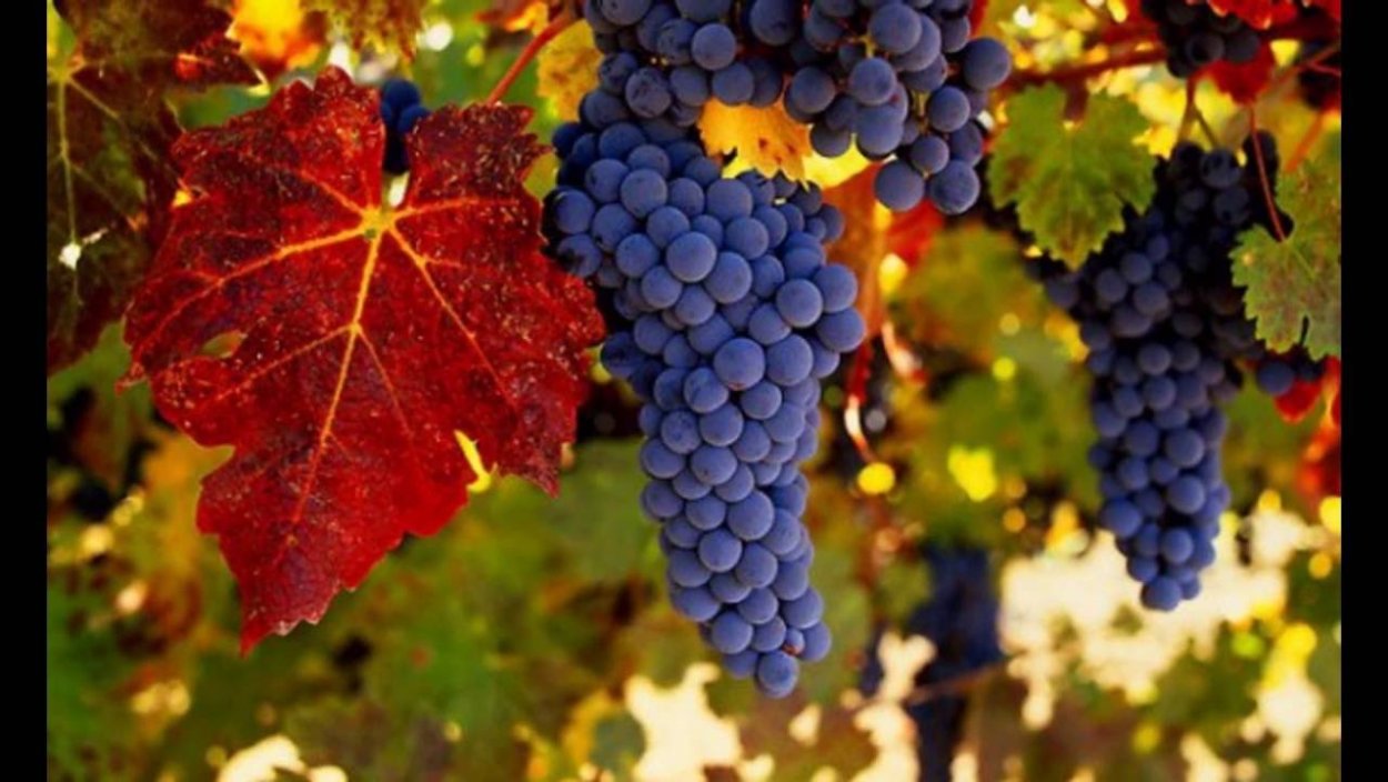 Дерево винограда осенью