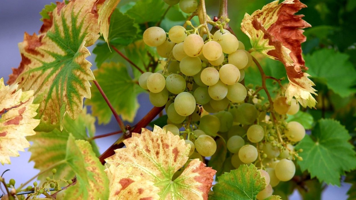 Осенние виноградные листья