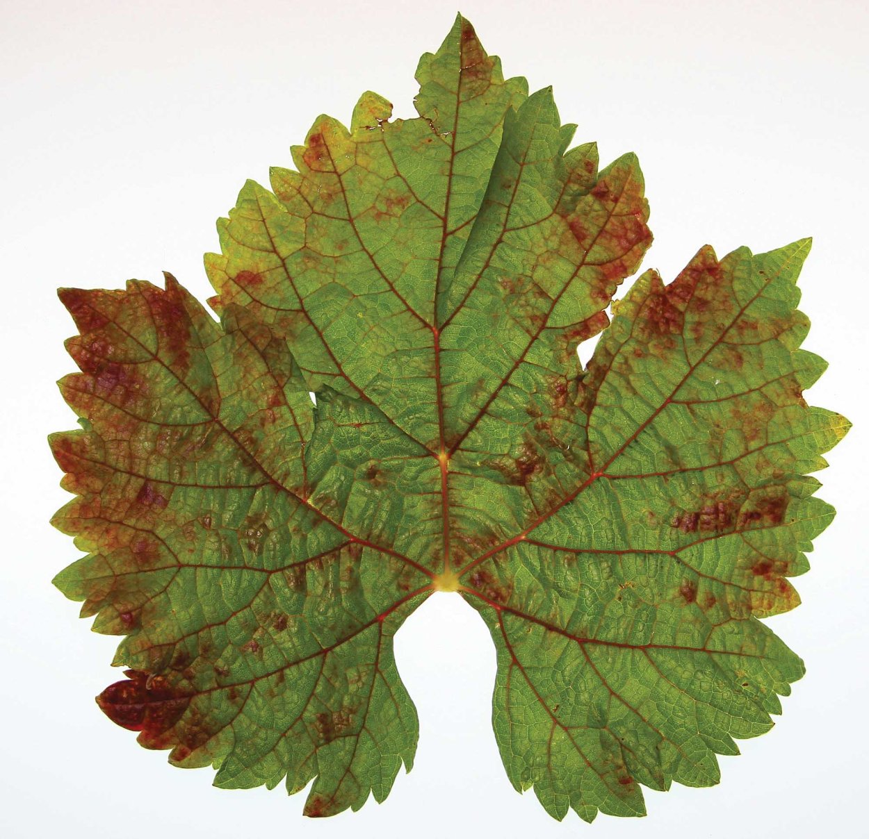 Дикий виноград с кленовыми листьями