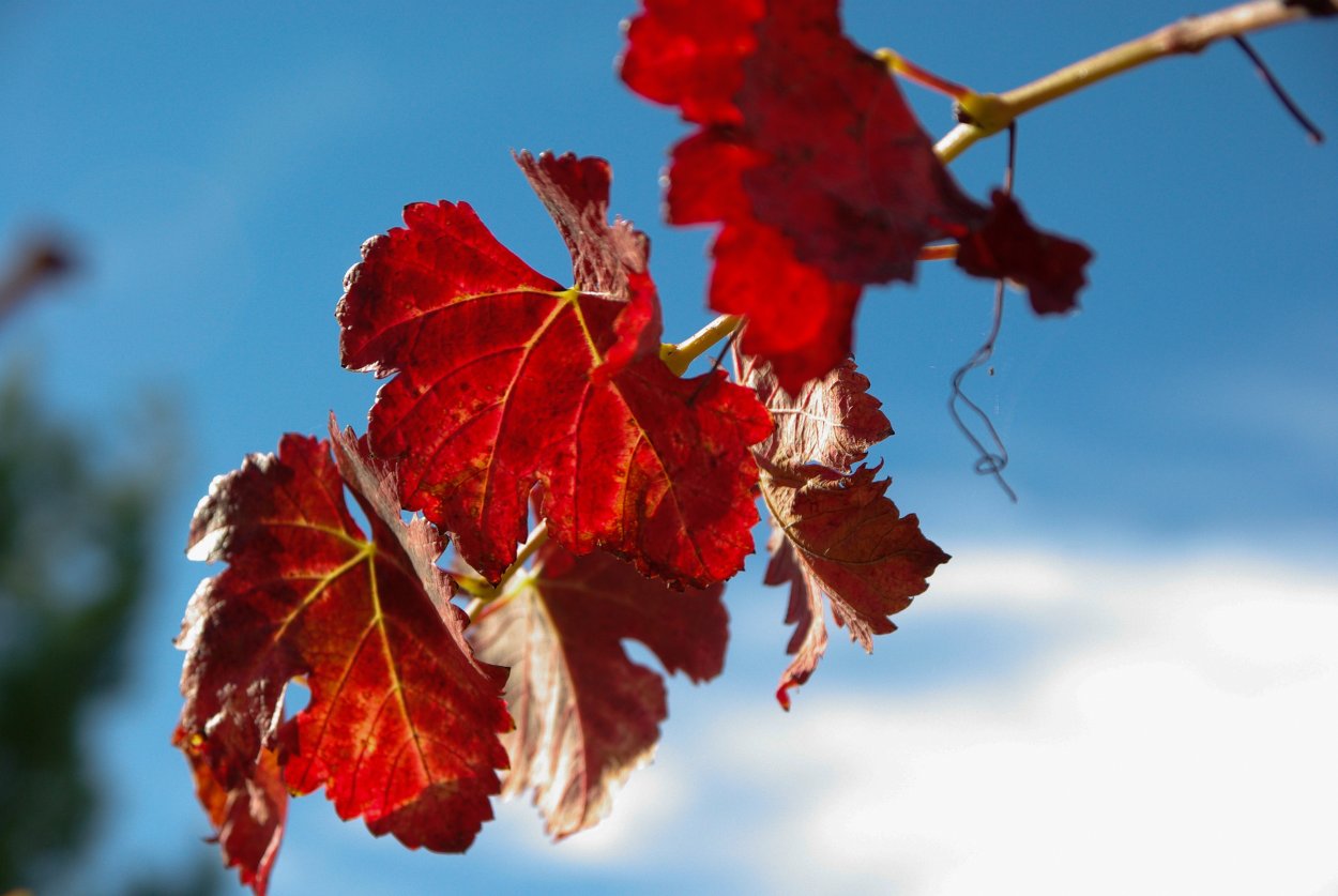 Красные листья винограда
