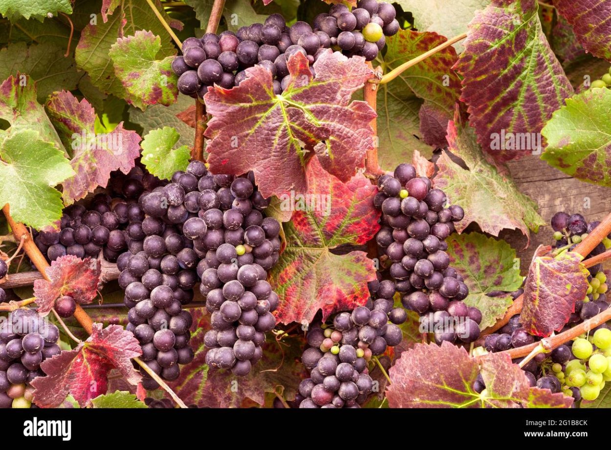 Виноград лоза горянки