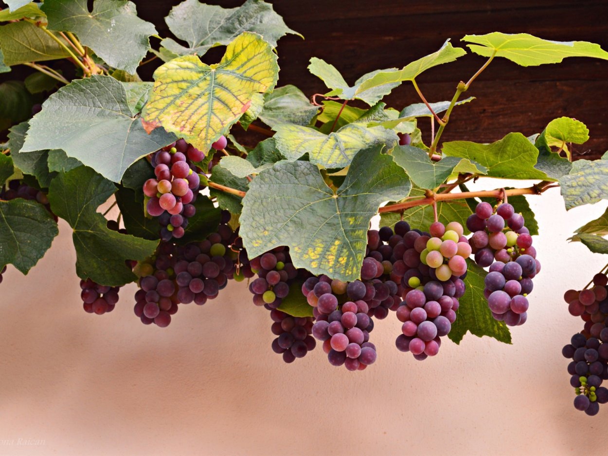 Виноград девичий партеноциссус