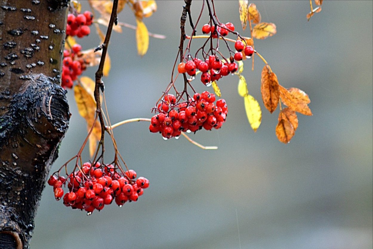 Рябина в октябре