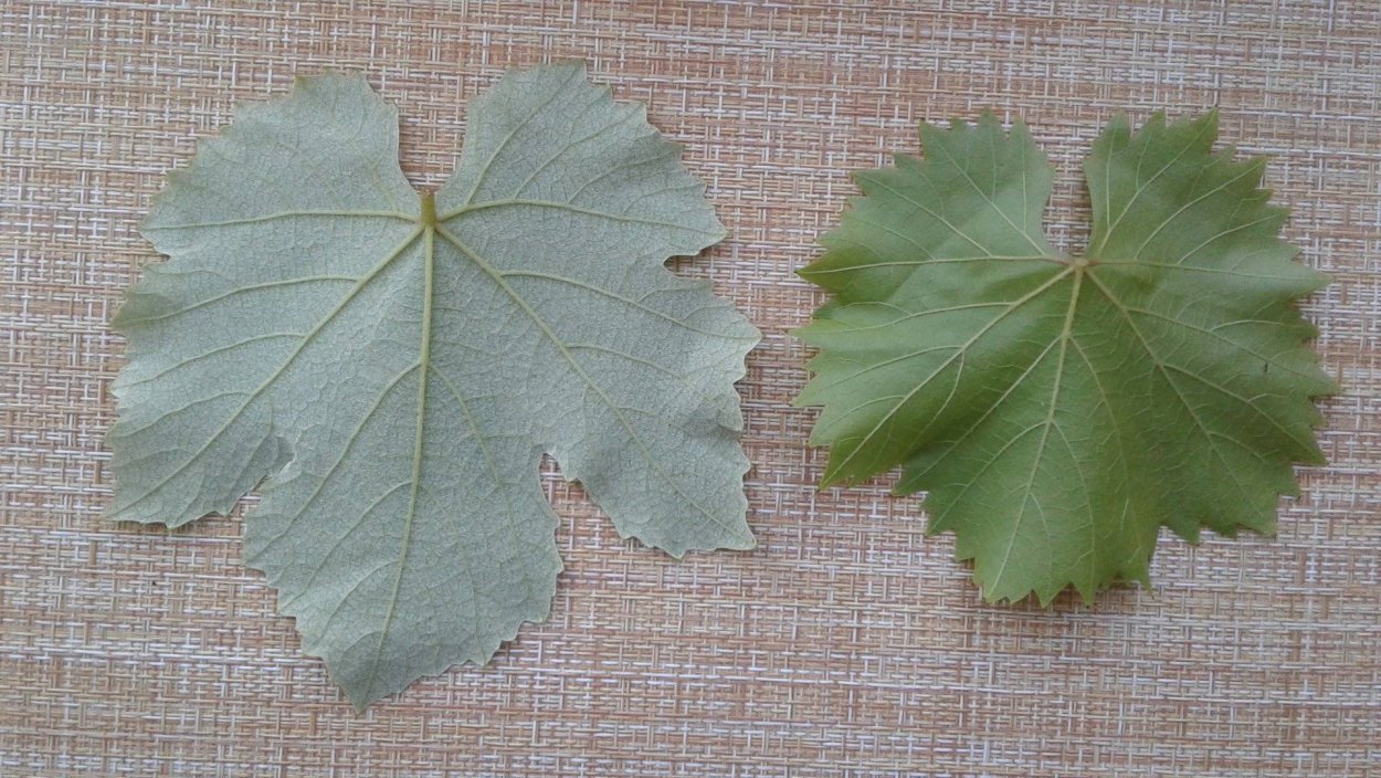 Виноградинклистья винограда