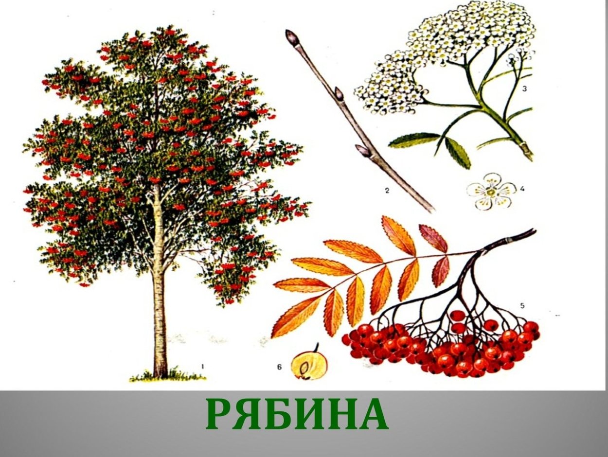 Рябина в тумане