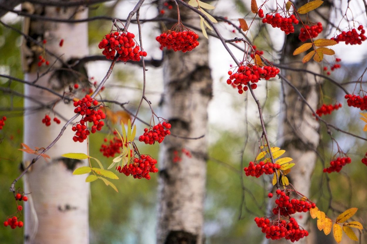 Рябина в корзинке