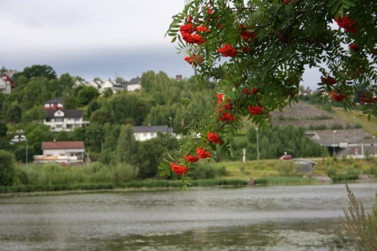 Sorbus matsumurana рябина Матсумура