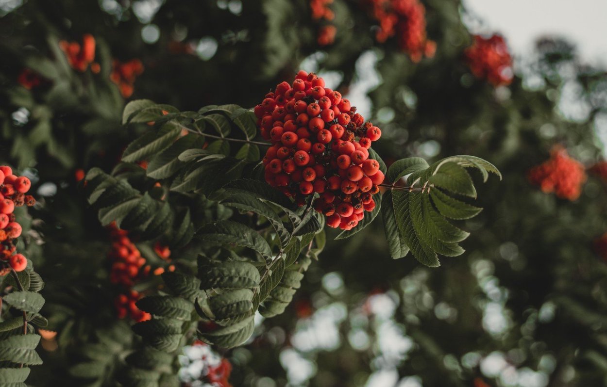 Деревенский дом с рябиной