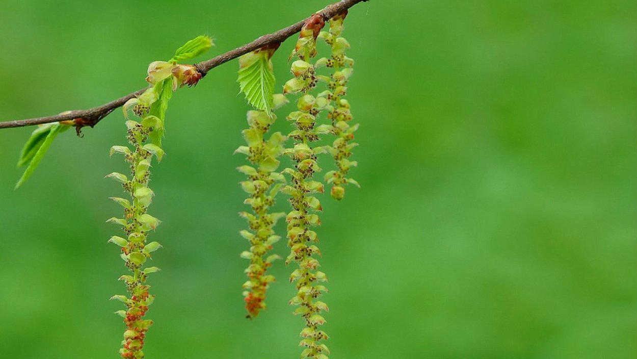 Девушка зимой с рябиной