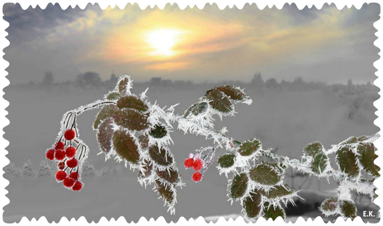 Рябина под снегом и солнцем