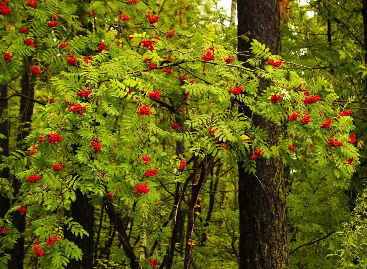 Рябина дерево лист плод