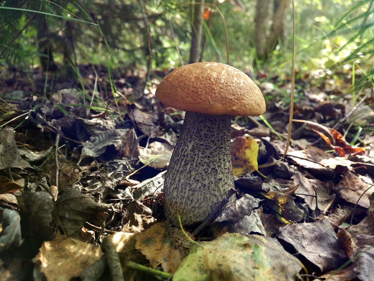 Красноголовик подберезовик