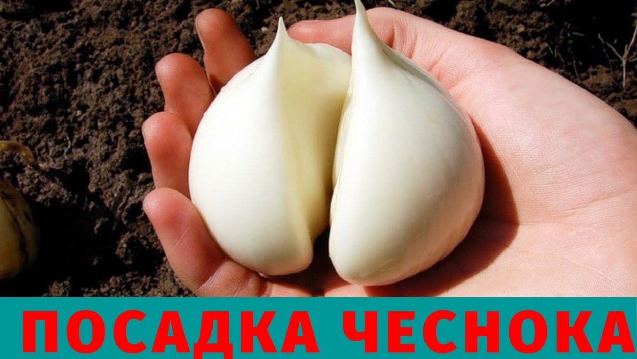 Причесночный лук Рокамболь