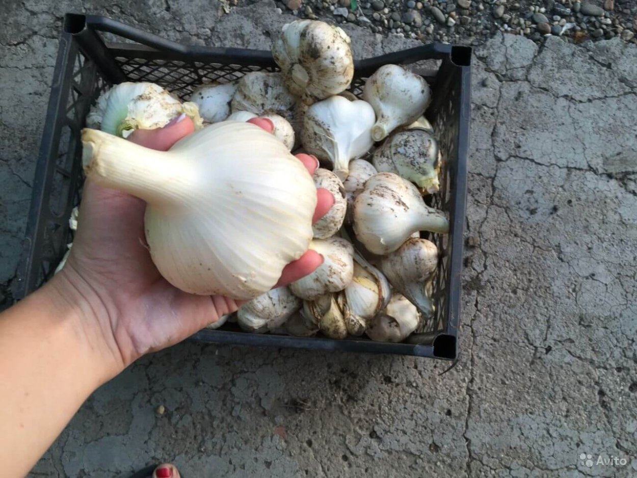 Чеснок сорта многозубчатые