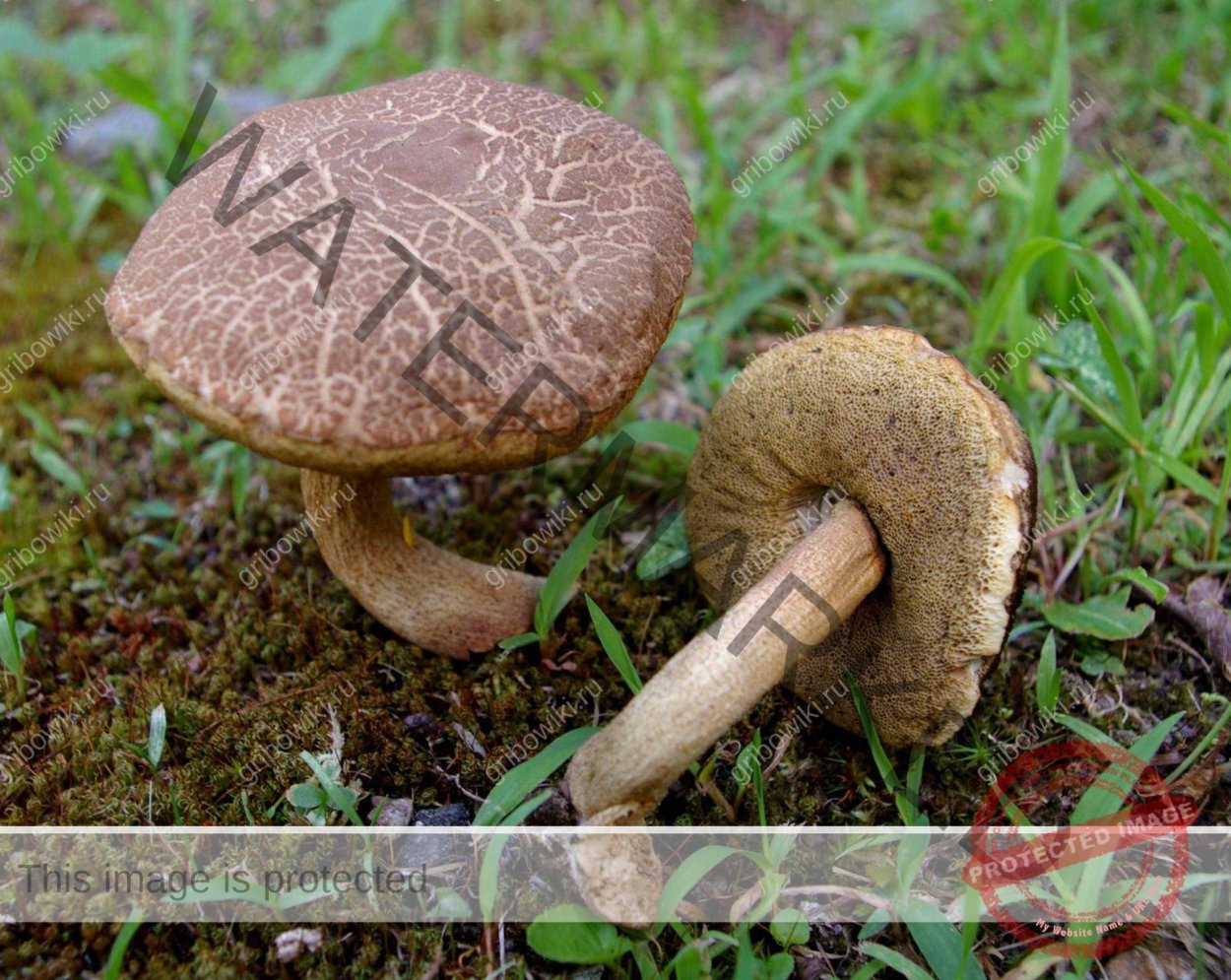 Подберезовик болотный ложный