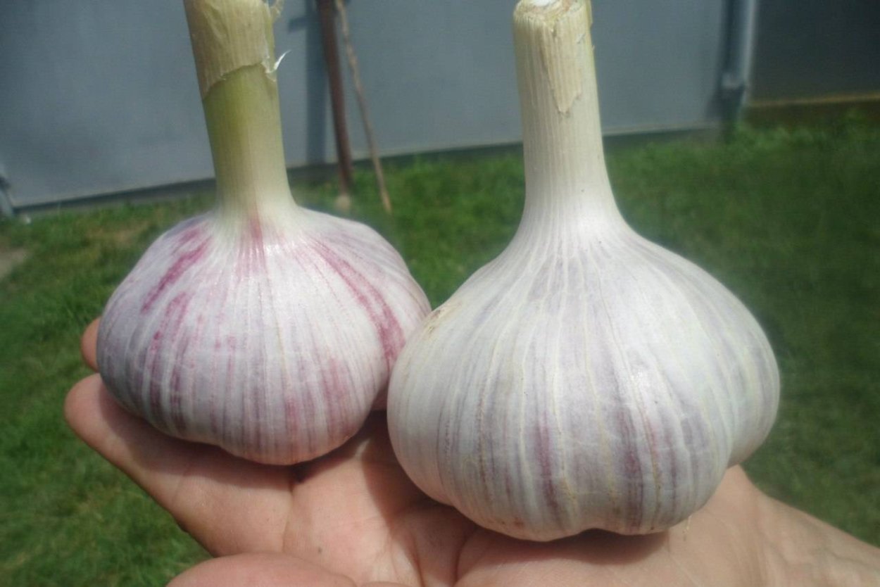 Китайский чеснок