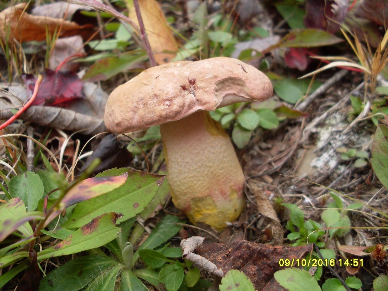 Подосиновик жёлто-бурый