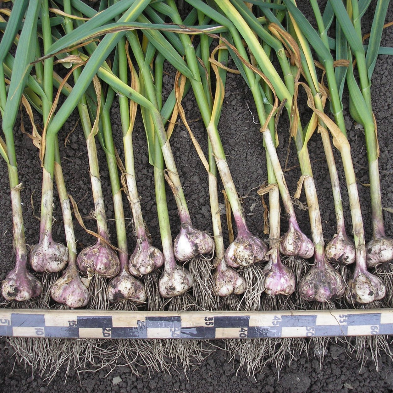 Алькор сорт чеснок