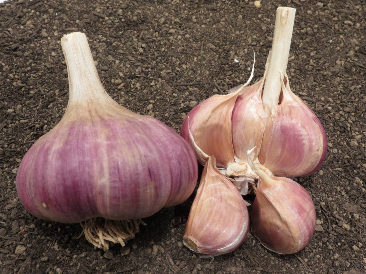 Чеснок сорта Грибовский