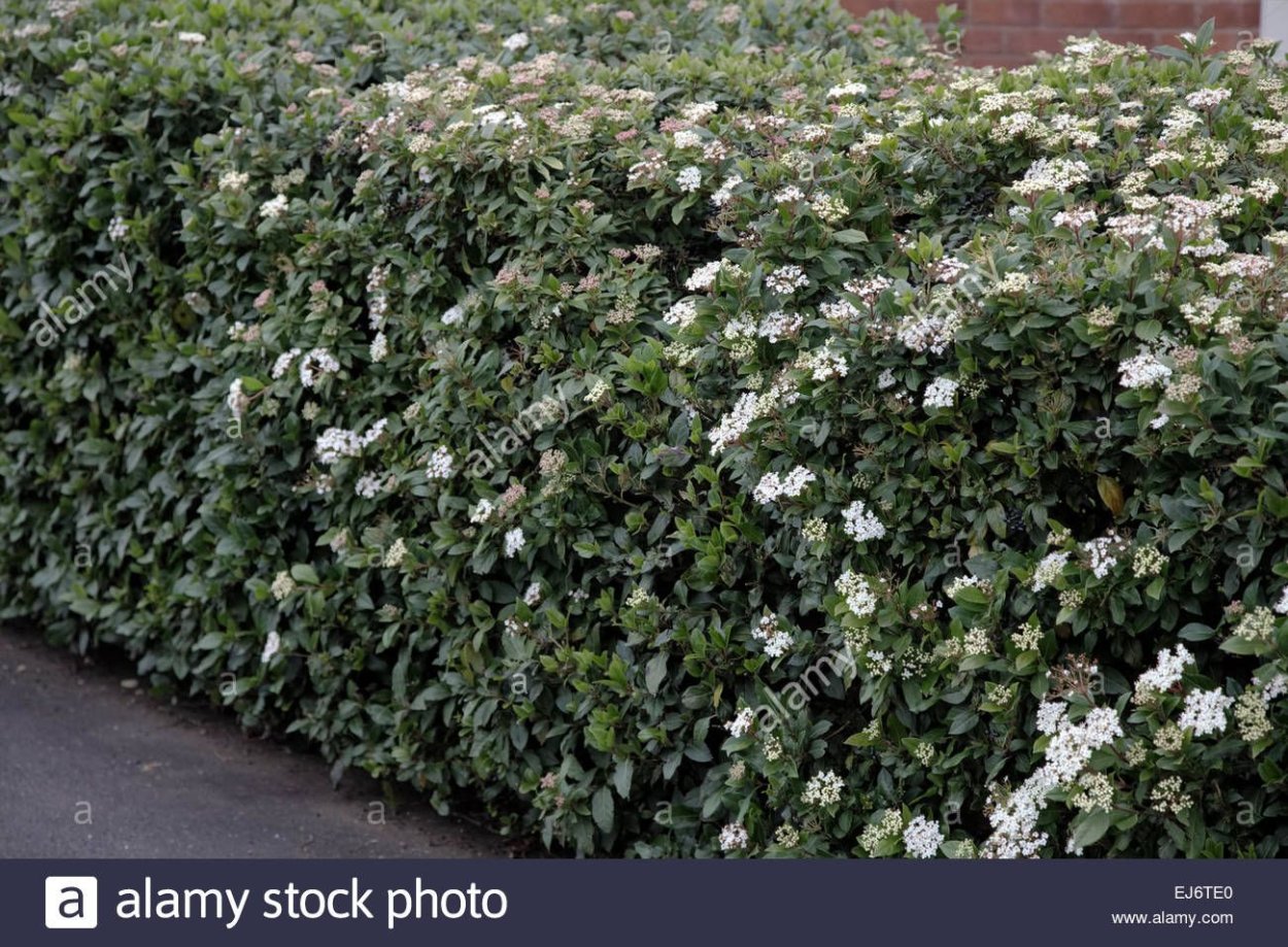 Жасмин чубушник изгородь