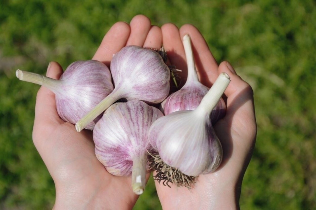 Чеснок озимый сорт Гулливер