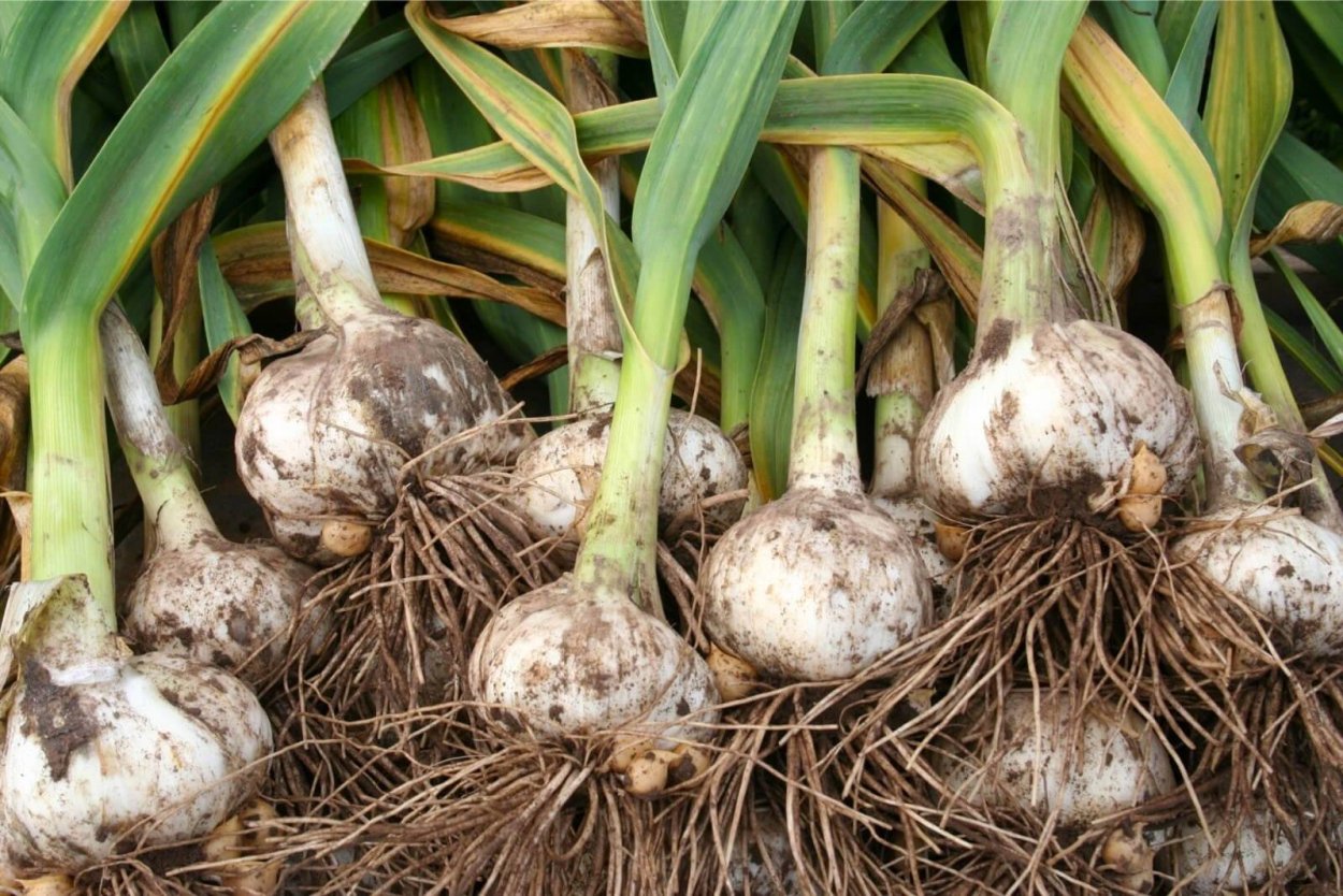 Лукочеснок Рокамболь