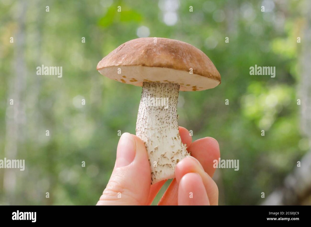 Подберезовик гриб