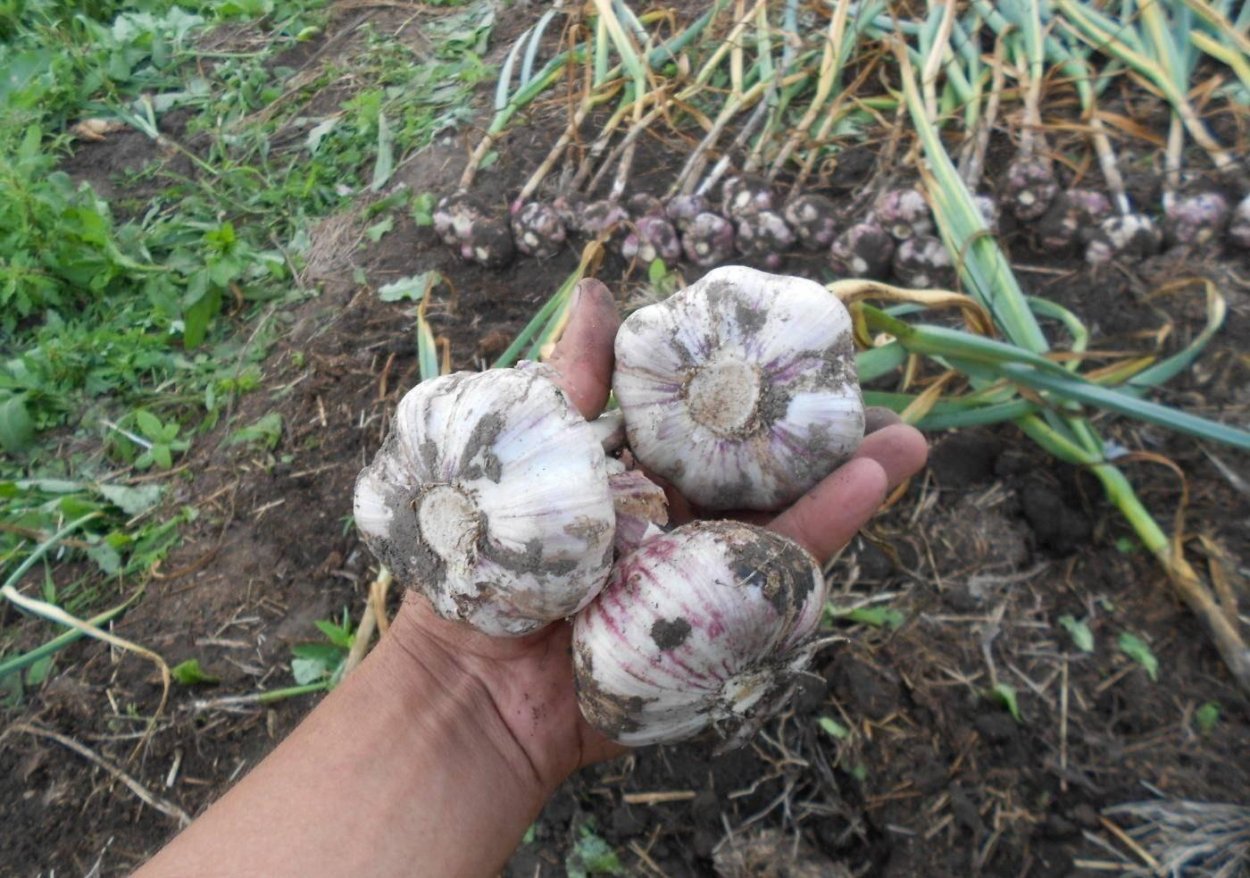 Чеснок сорта Грибовский