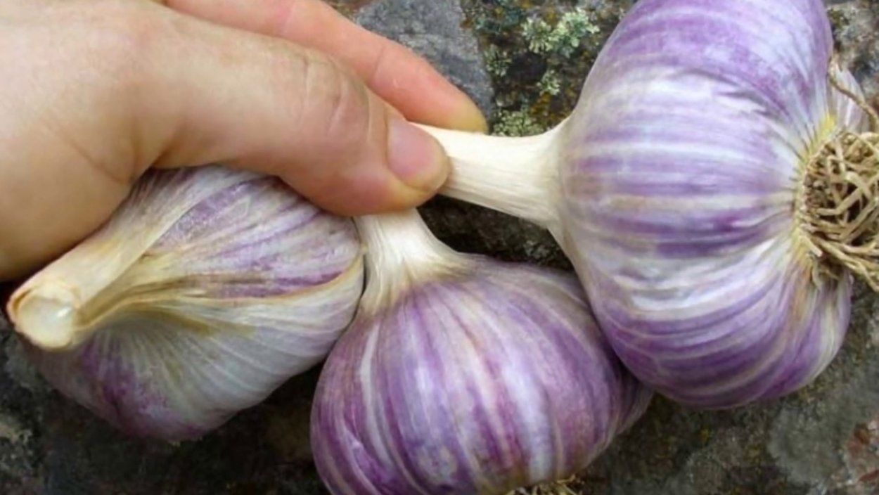 Чеснок Флавор