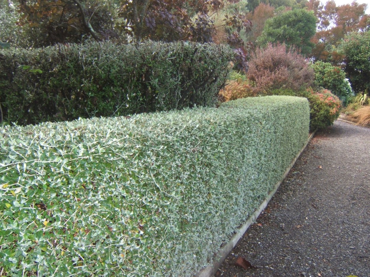 Жасмин мелкоцветущий