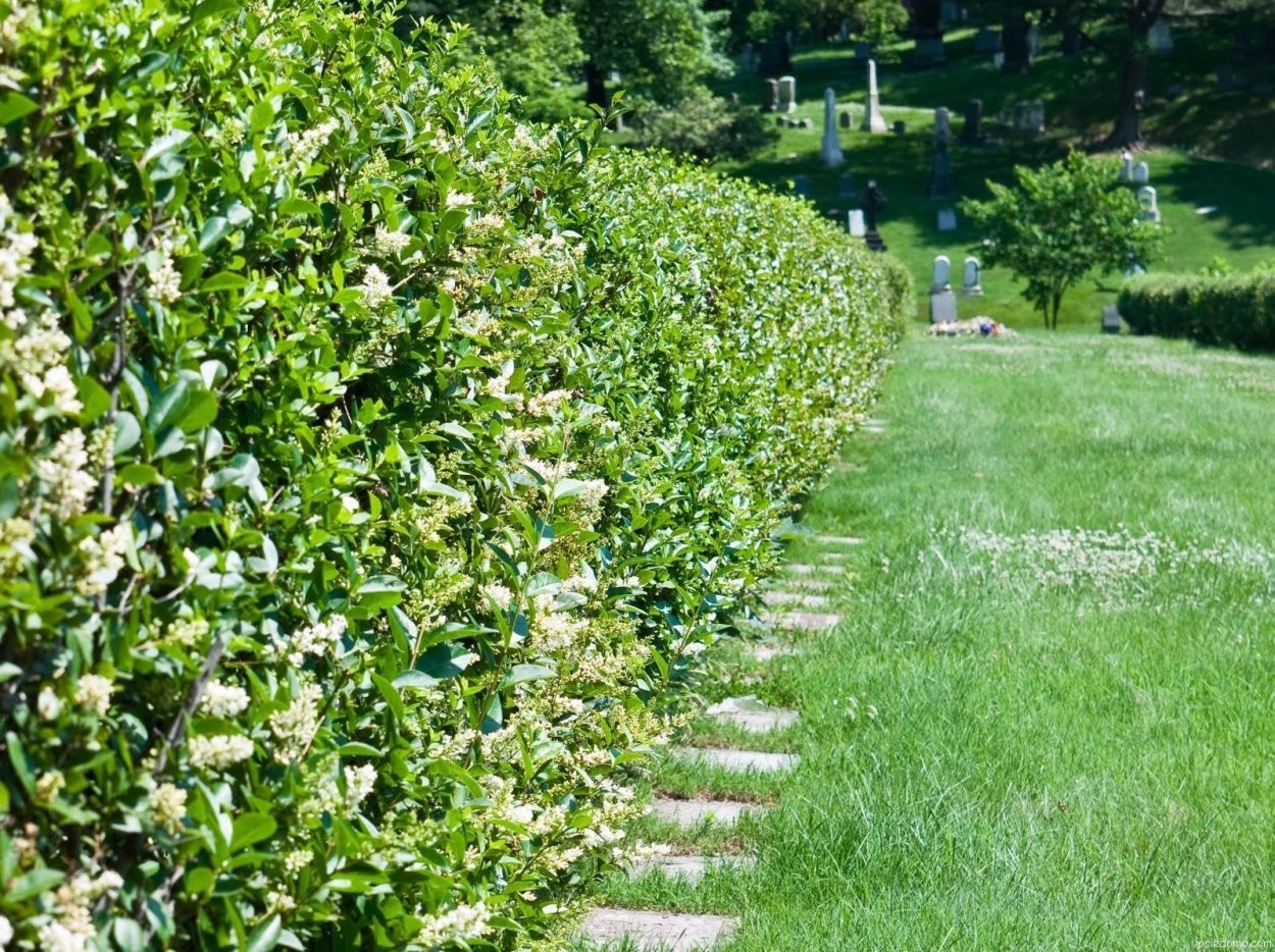Жасмин Живая изгородь