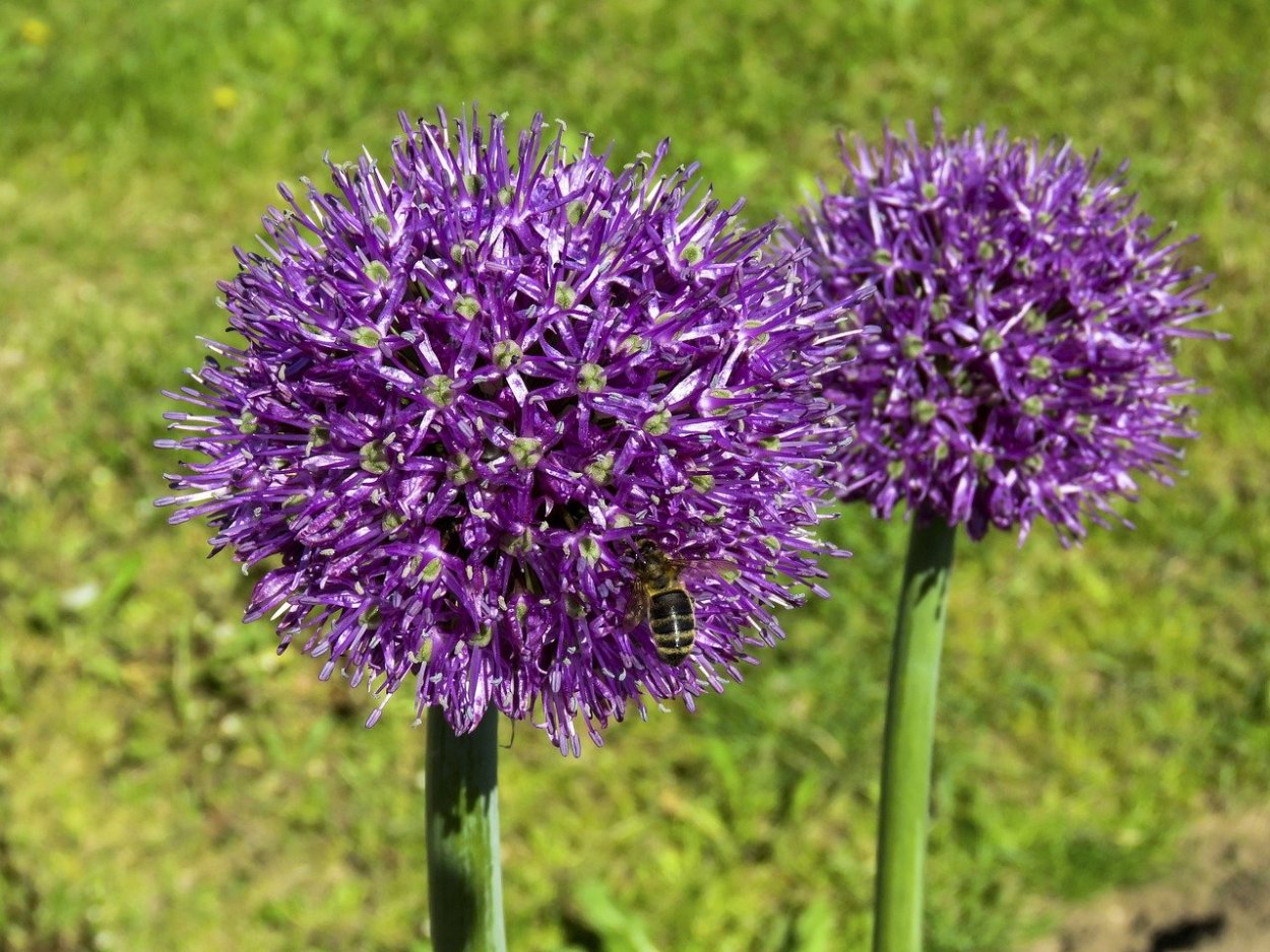 Чеснок озимый сорт Добрыня