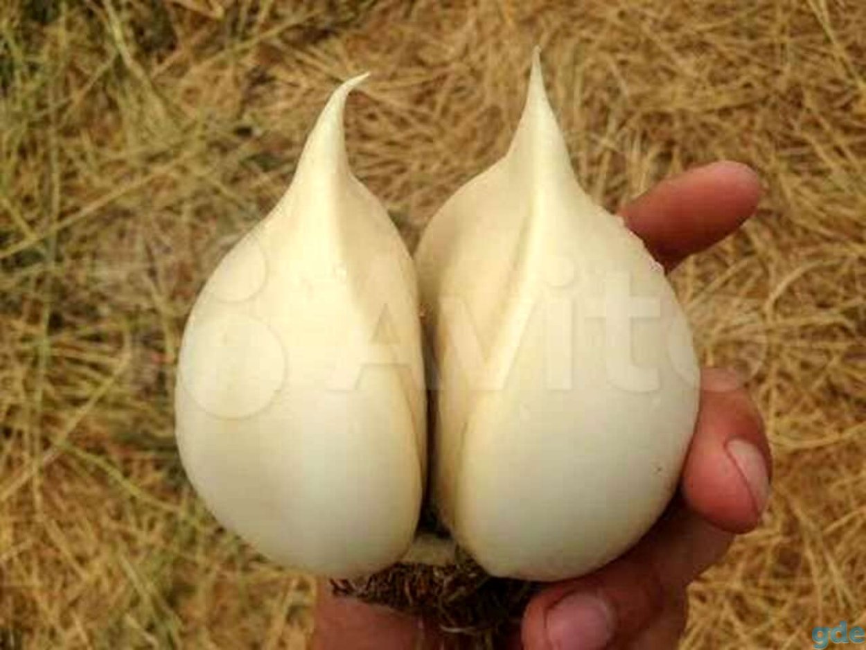 Чеснок Яровой Еленовский