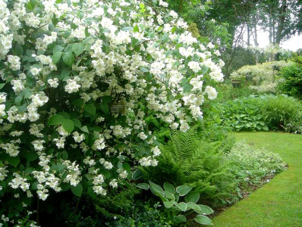 Калина лавролистная изгородь