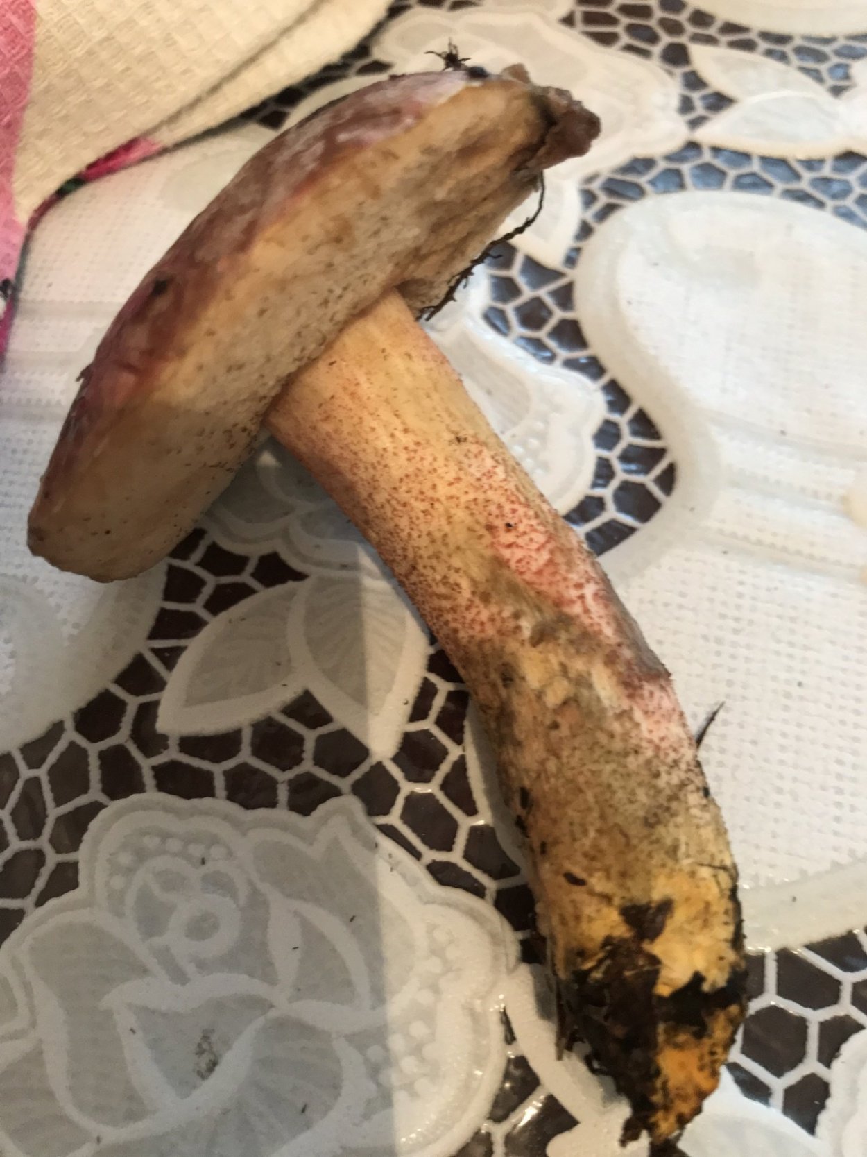 Подосиновик жёлто-бурый