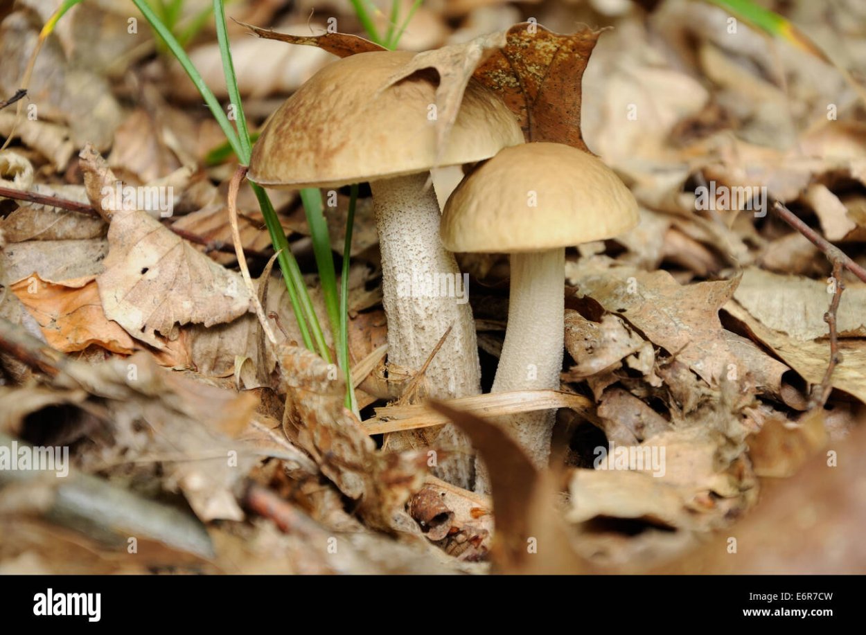 Подосиновик шляпка