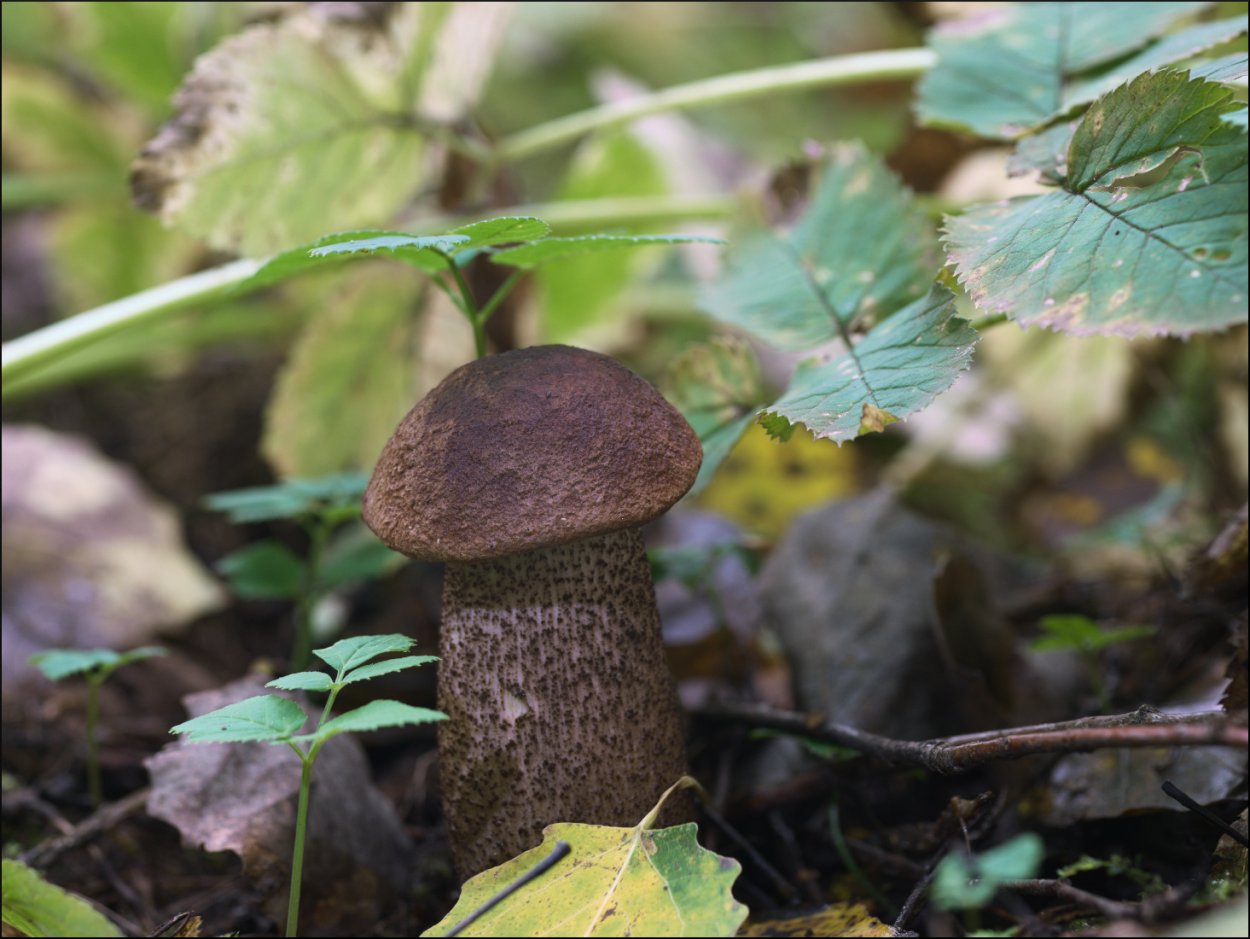 Пластинчатые грибы подберезовик