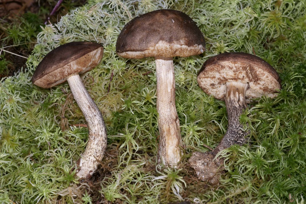 Подосиновик жёлто-бурый