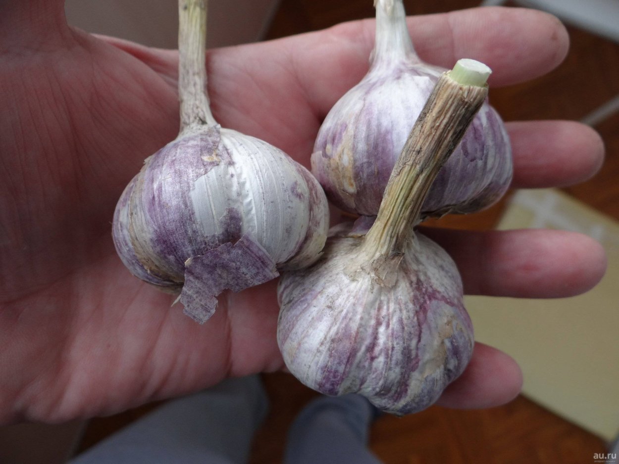 Чеснок Сибирский великан