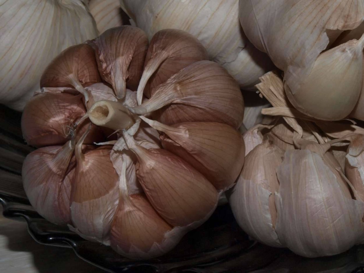 Луковица афлатунского лука