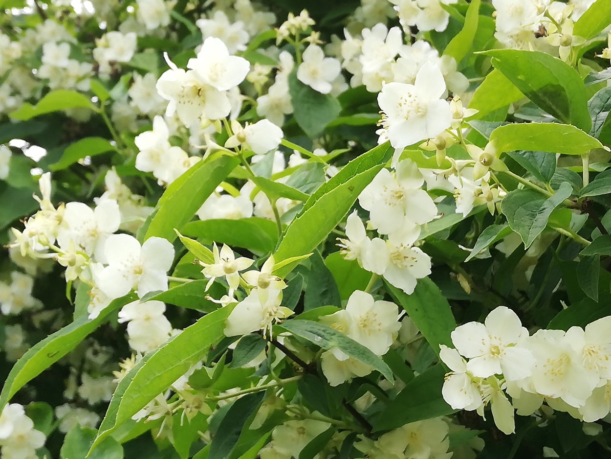 Терновник изгородь